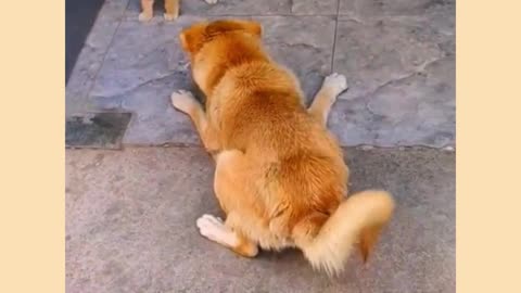 Funny cat and dog video