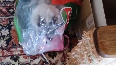 The cat hunts, hiding in ... a TRANSPARENT PACKAGE!