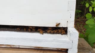 Honey Bees at the Hive