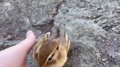 Little squirrel has a BIG appetite