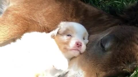 Puppy adorably naps alongside foal