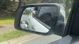 Dog in car side mirror