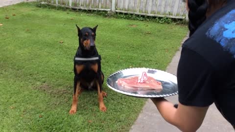 Doberman celebra su 4° cumpleaños, sopla las velitas