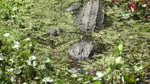 Baby alligators with their mother
