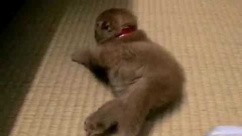 This Adorable Scottish Fold Kitten Will Melt Your Heart With Cuteness!