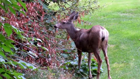 Hungry Male deer finds Tree Leafs
