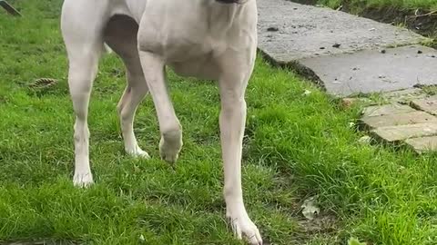 Dog scared of bird feather