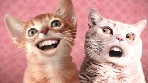 Wow! these cats can sing