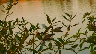 Two Cute Ducks Got Caught On Nile Camera Records