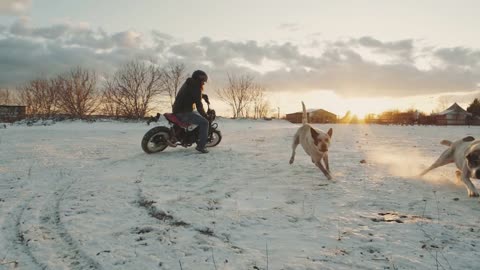 Biker ride on motorcycle in the snow field. Wild angry dogs attack motorcyclist