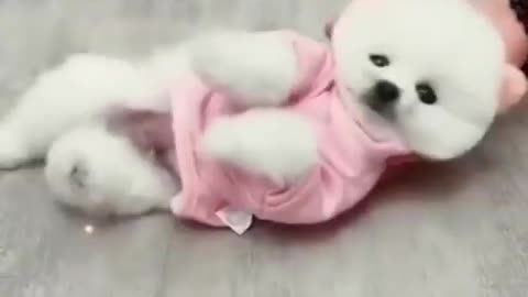 Cute puppy dacing