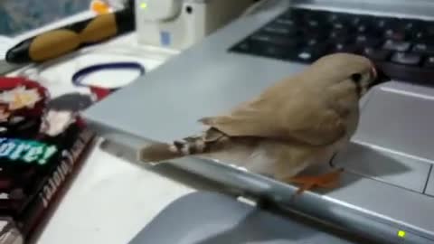Interesting bird