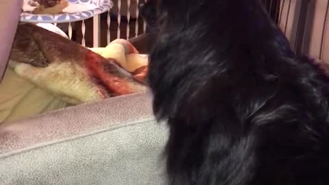 Pomeranian wanting some pie