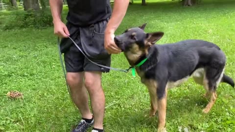 HOW TO Train Your Dog To HEEL! FIRST STEPS
