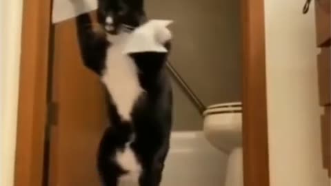 Cute Cats,Funny Cats,Funny Cats Compilation#shorts