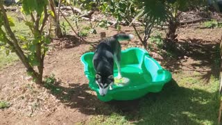 Neighbors Husky puppy cleans In Plastic Tube