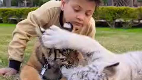 please like this video , little boy playing with tiger in a garden