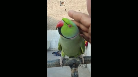 Talking Parrot Video So Cute