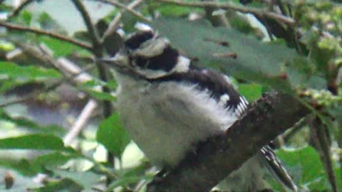 Downy Woodpecker with Chick