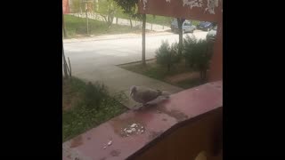 You must to see this Bird Love