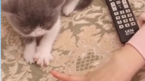 Funny cat 😺 short video don't laughing