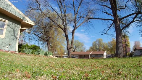 Tree work at my brother's house.