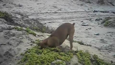 Adorable dog dig's deep inseach for a mouse