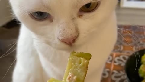 Mochi is not a picky eater, he can even eat bitter melon