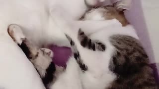 White cat licks brown cat then they start fighting