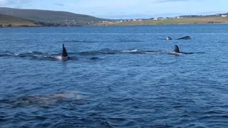 Killer Whale Migration Passes Within Metres