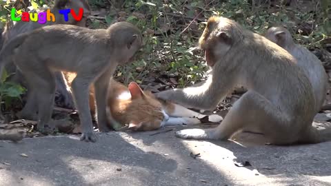 Funniest Monkey Annoying Cat Videos Compilation