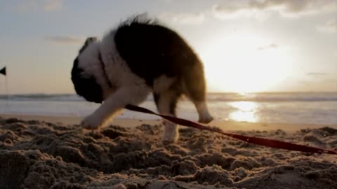 beau chien a la plage
