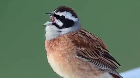 Home sparrow || morning sound ...