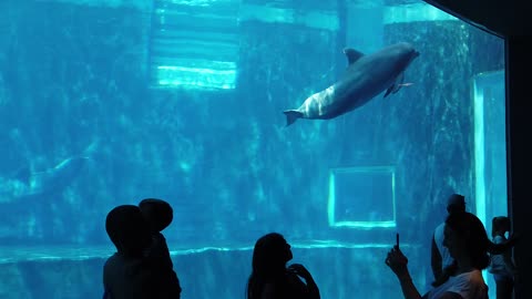 Diving with a blue whale