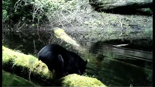 Black Bear Belly Flop