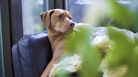 Wet doggy makes alien sounds waiting to get dried off nice