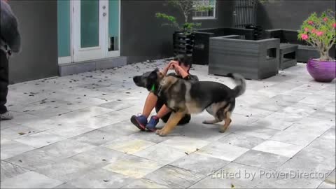 REHABILITATION of Aggressive Dogs