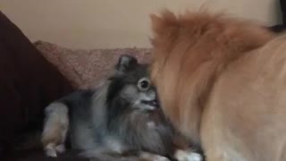 Little furry brown dog spins around on couch