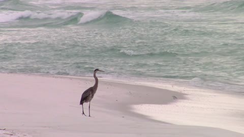 Heron on the Beach