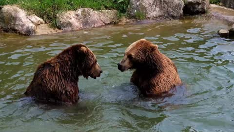 Two bear Swimming In the River