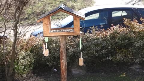 Bird Feeding Tray Tits Birds Feeding Bird