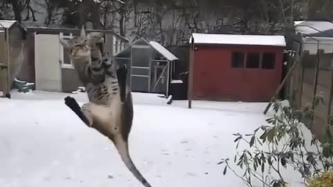 Nice catch Does your cat jump like this