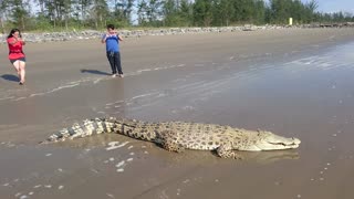 Sunbathing Crocodile