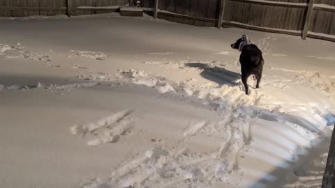 So chilly! Bruno the Pitbull won't go out without his scarf