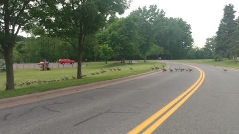 ASMR Canadian goose armada Hastings Minnesota