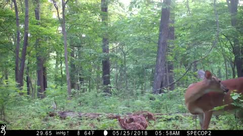 Doe with newborn triplets