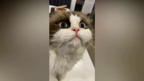 Try not to laugh watching this cute cat in action