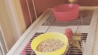 Yellow bird tries to land pink bowl slowmo and falls off white cage