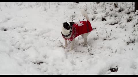 dog and snow fanny popy