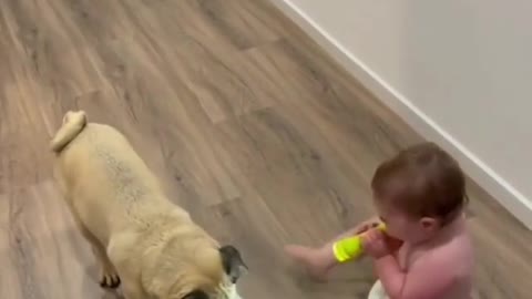 cute baby playing with dogs with torch light